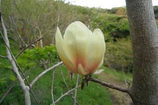 黄色いモクレン 交配の楽しみ