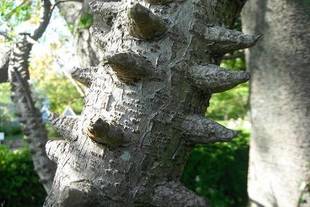 泥棒をふせげる?植物