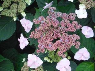 初夏の金沢動物園