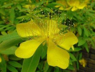 梅雨入りに・・・