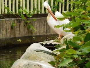 ある日のモモイロペリカン展示場にて