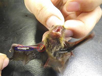 小さな動物の骨折の写真