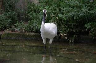 タンチョウ・タイラの朝