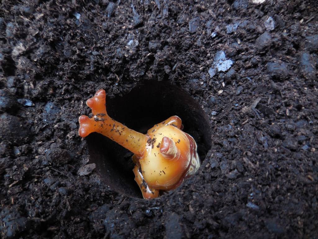 この夏のカブトムシ、終了しました。の写真