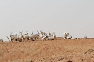 これが本当のアラビアのオリックス!!