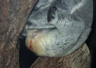 テルのちびっこココアラ成長期②～2013年7月27日出産～