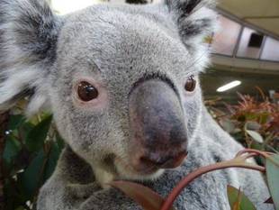 テルのちびっこココアラ成長期③～テルの体調不良～