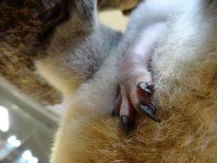 テルのちびっこココアラ成長期④～ちびっこ出袋～