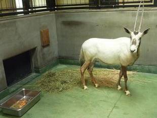 梅雨vsアラビアオリックスのお掃除