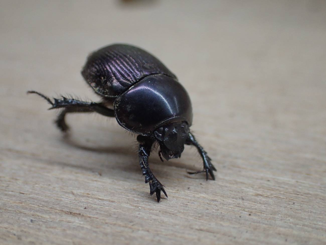 私を『むし・虫・カブトムシ!展』に連れてって。の写真