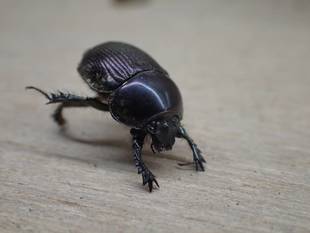 私を『むし・虫・カブトムシ！展』に連れてって。