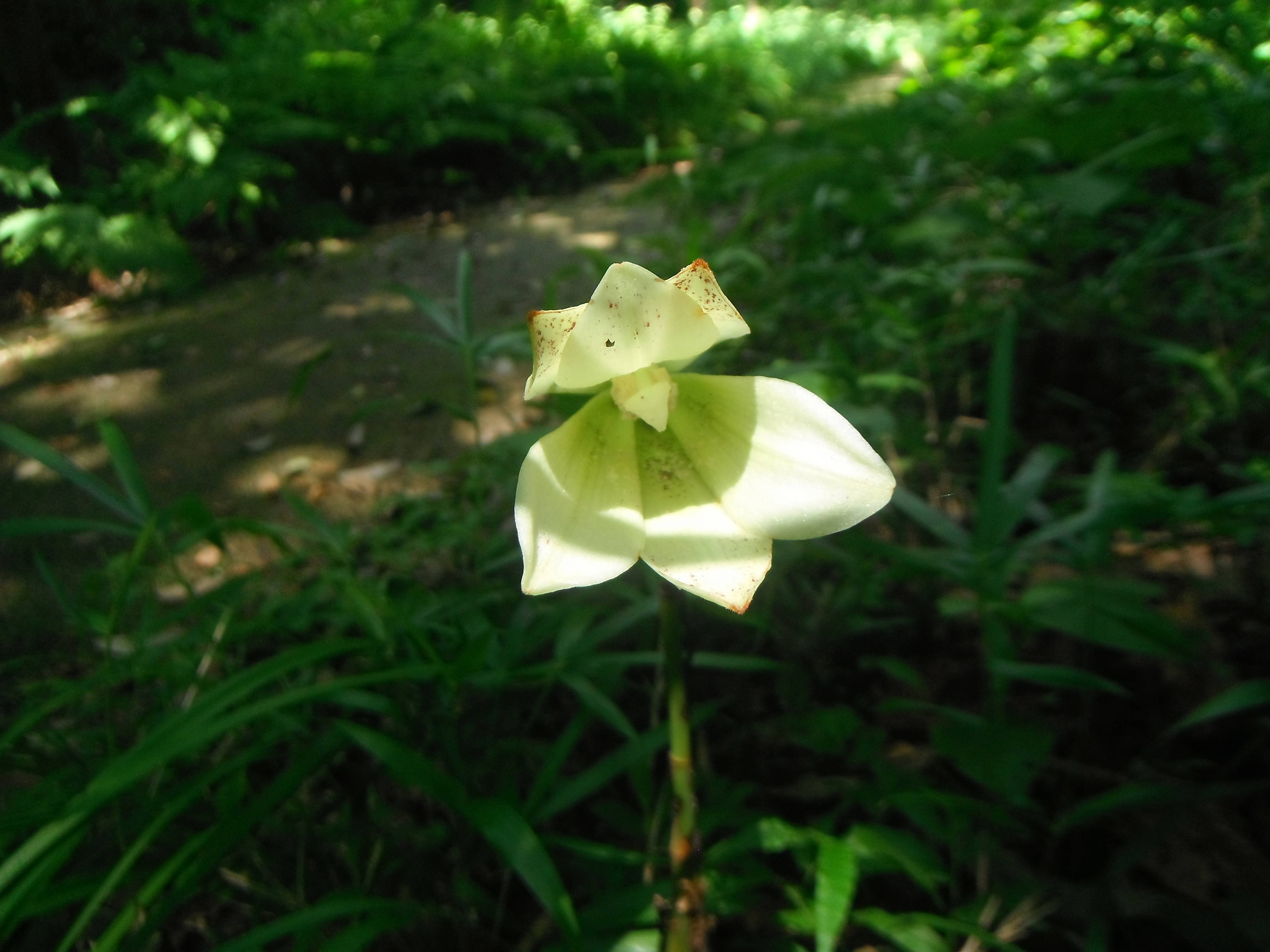 おばあさんの花?=ウバユリの写真