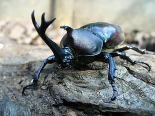 今年もやります！：「むし・虫・カブトムシ！展」ブログその１