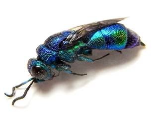 身近なムシのくらし