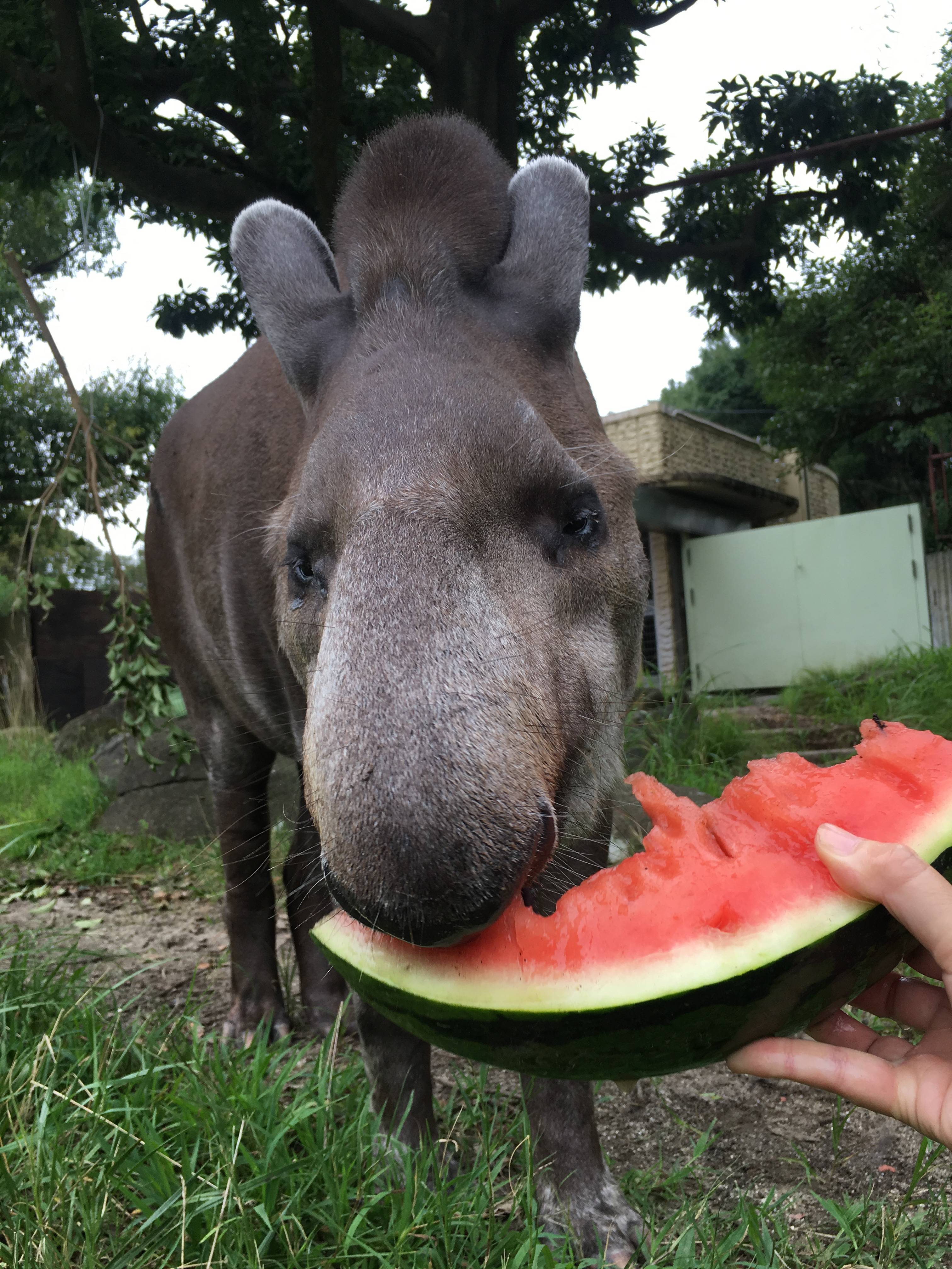 アサミとスイカの写真