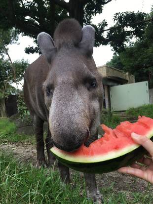 アサミとスイカ
