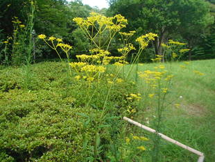 オミナエシとオトコエシの共演