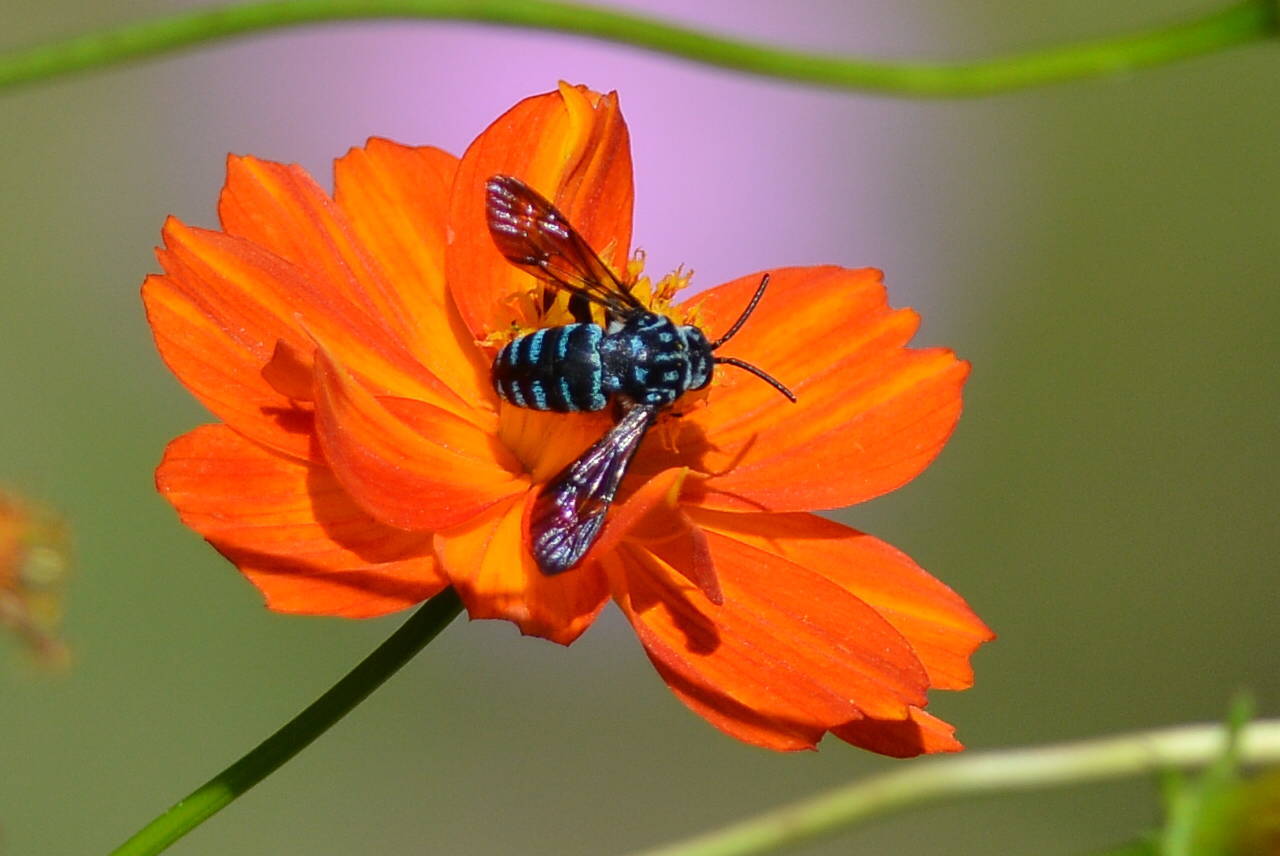 キバナコスモスと青い蜂の写真