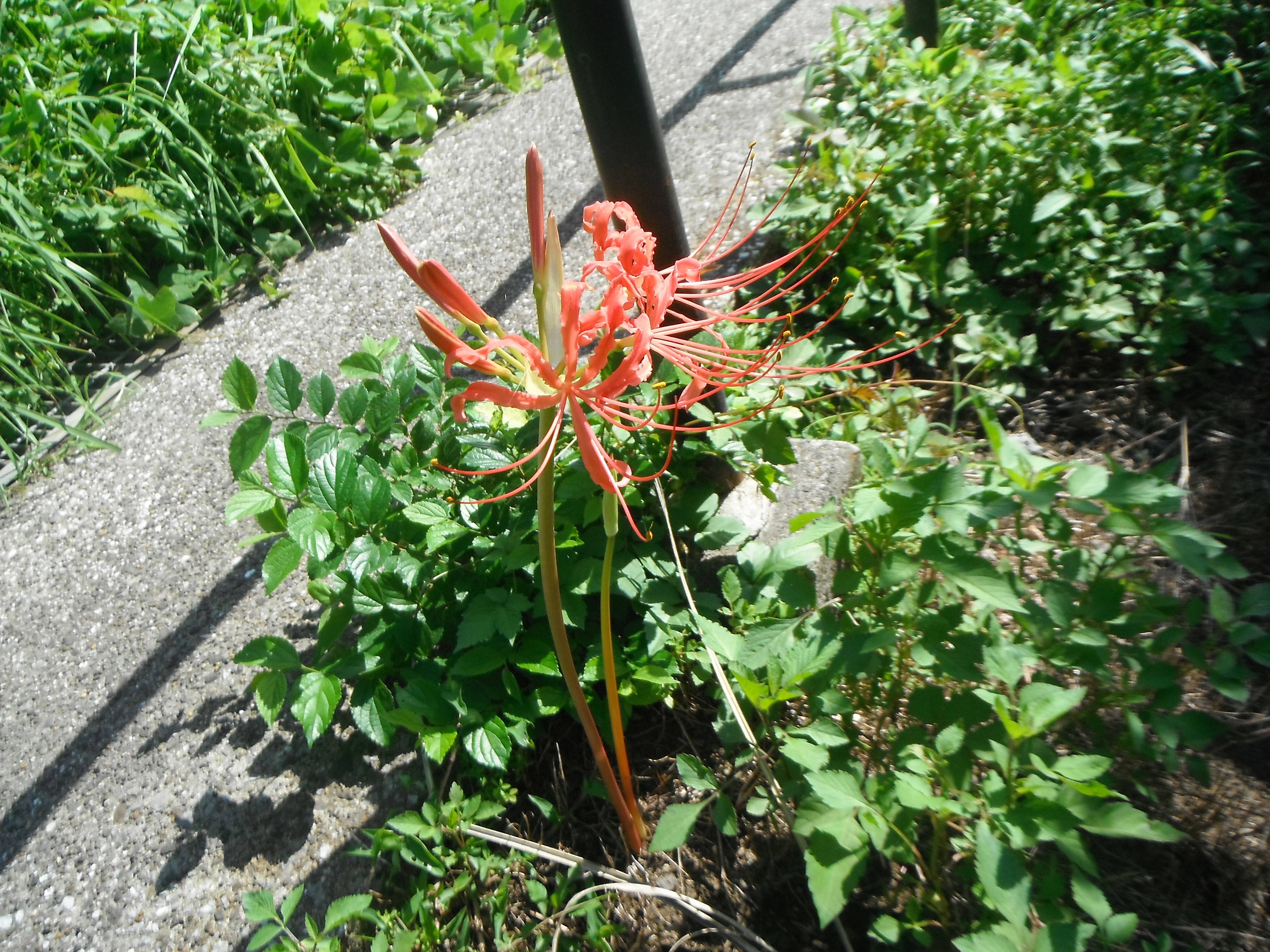 中国から渡来した花の写真