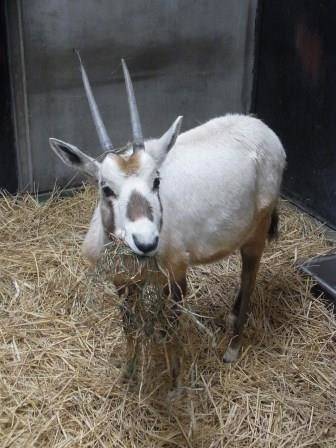 アラビアオリックスが出園しますの写真