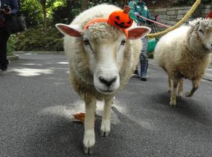 ほのぼのハロウィン★コレクション