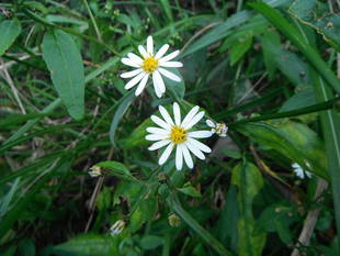 野趣あふれるキクの仲間たち