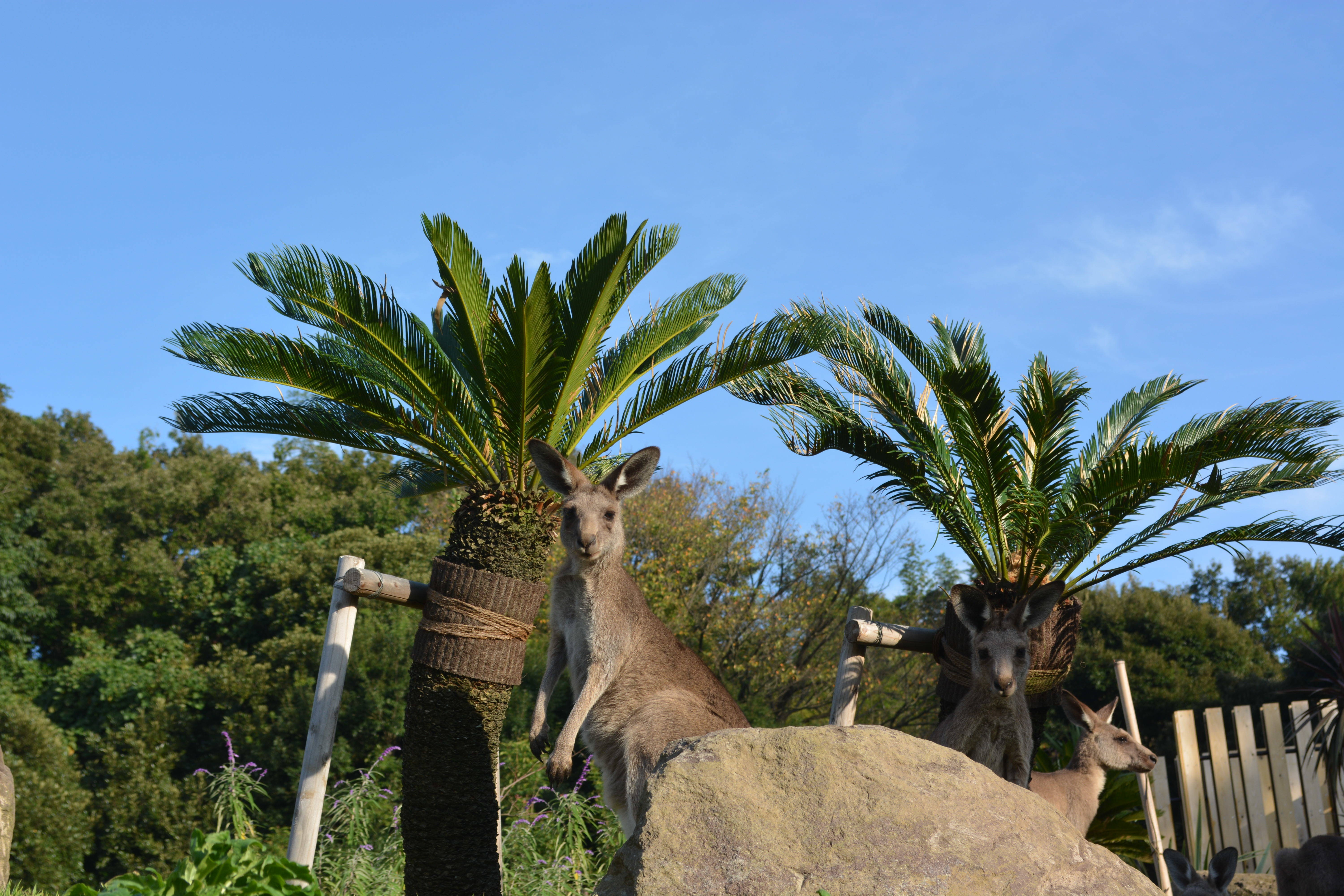 秋のカンガルーの写真