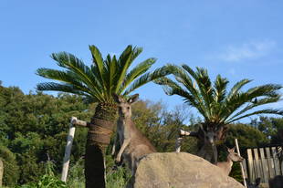 秋のカンガルー