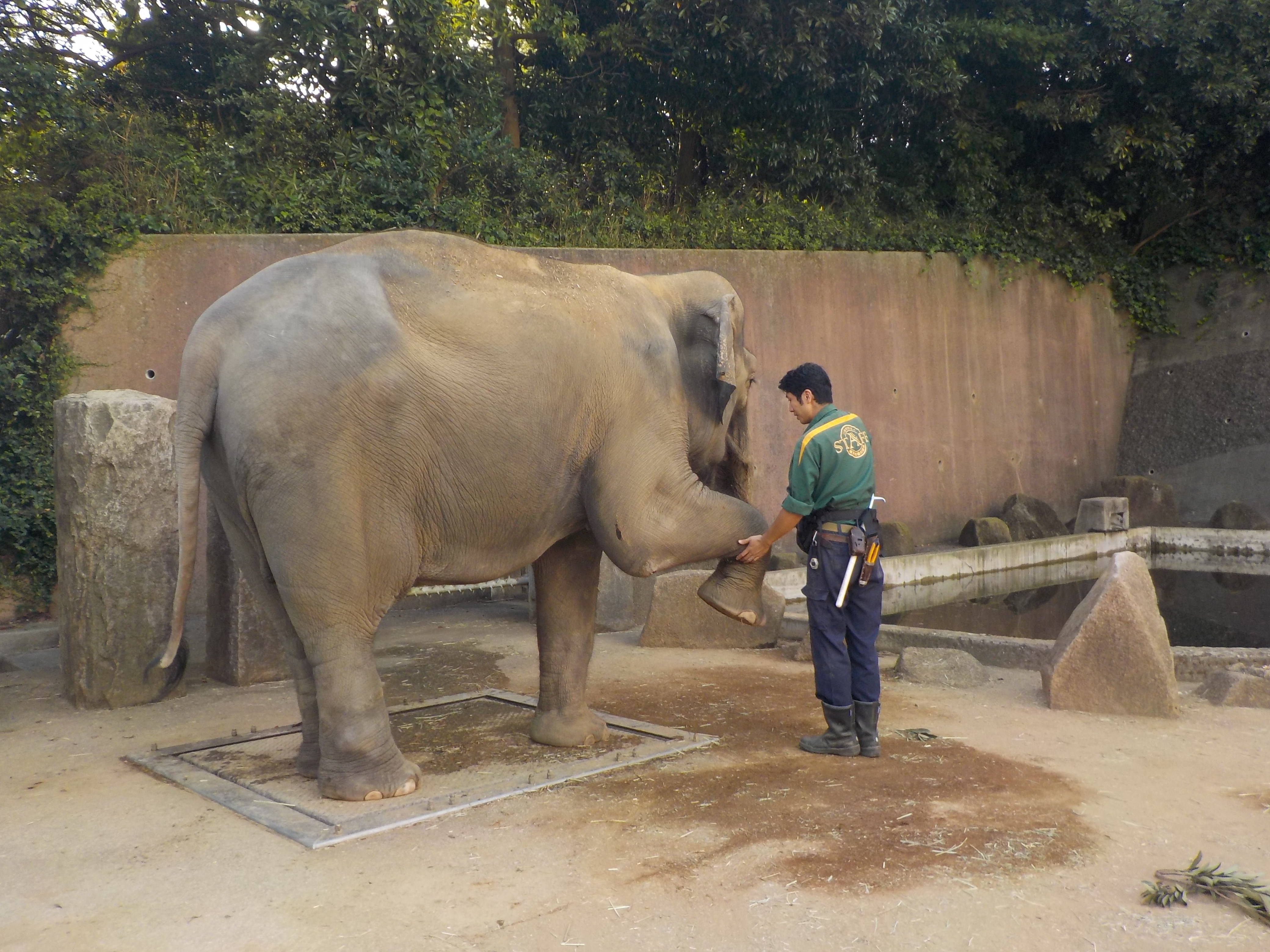 インドゾウ チャメリーの近況の写真