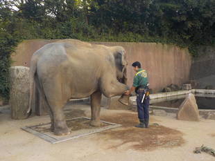 インドゾウ チャメリーの近況