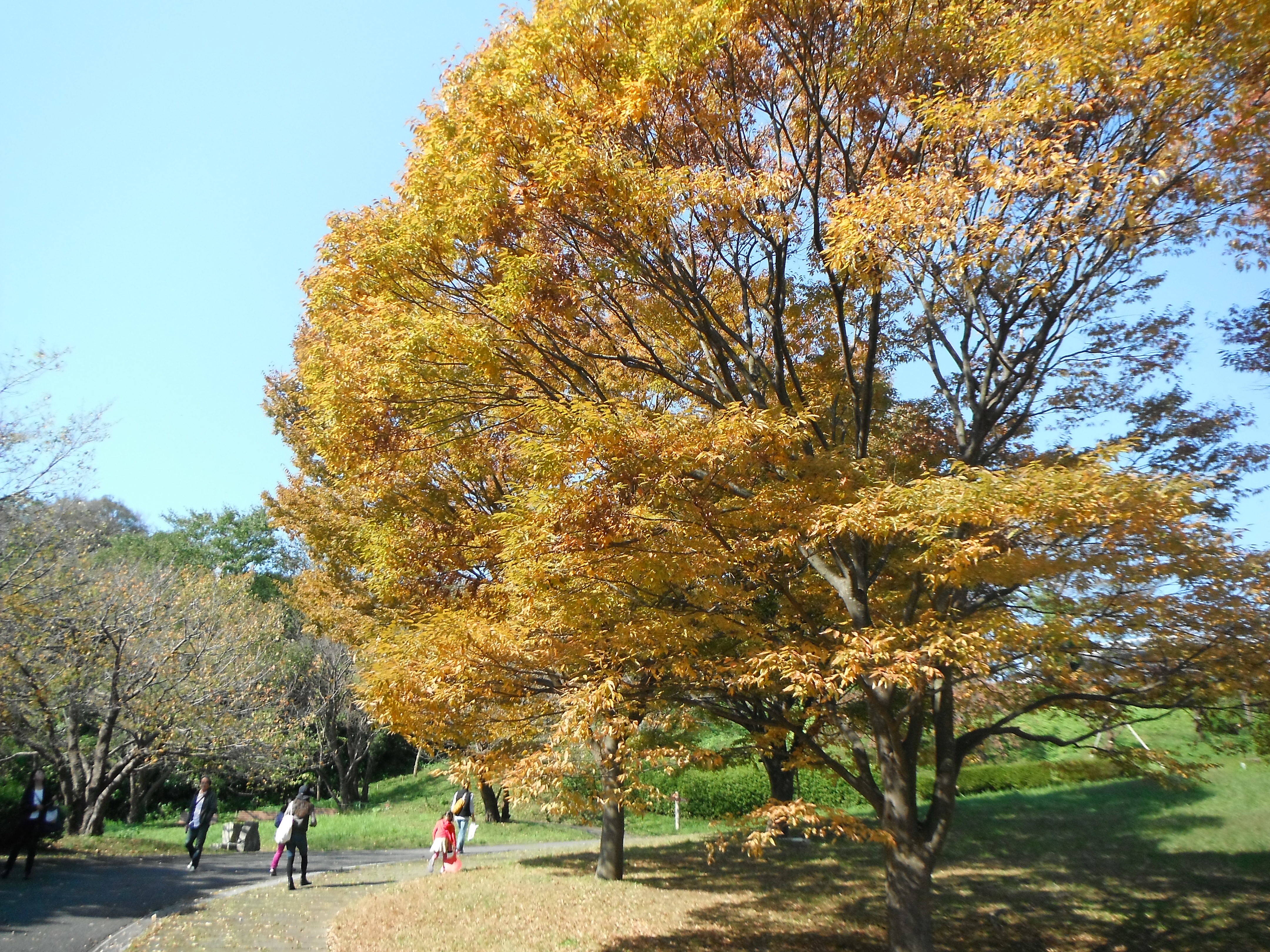 紅葉が見頃を迎えました!の写真