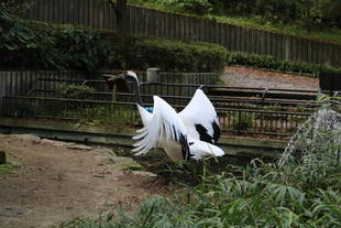 タンチョウのトレーニング