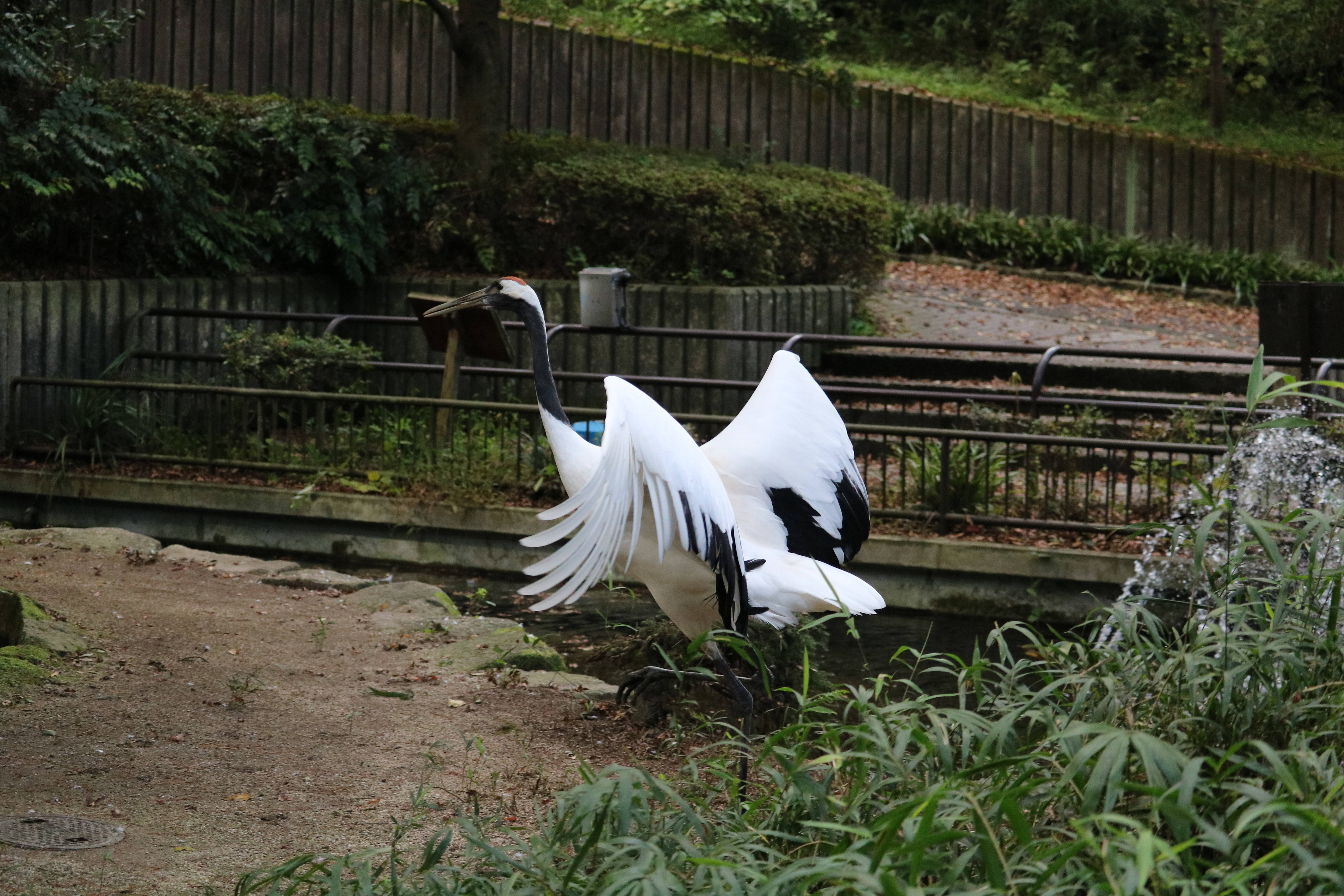 タンチョウのトレーニングの写真