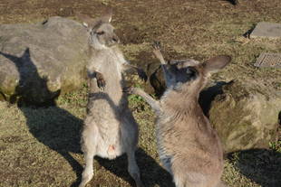 ちびっこのじゃれあい!