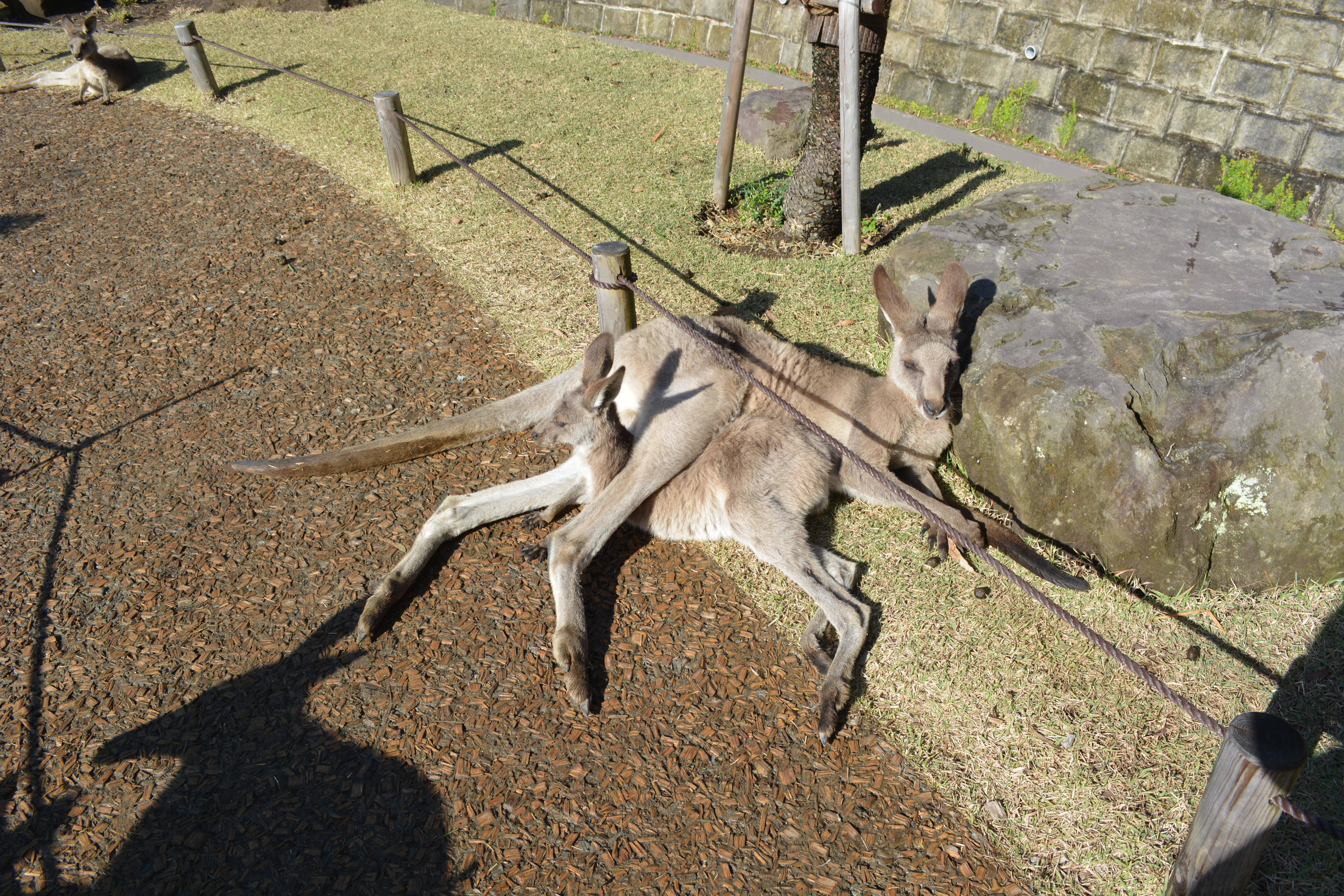 挟まっている?の写真