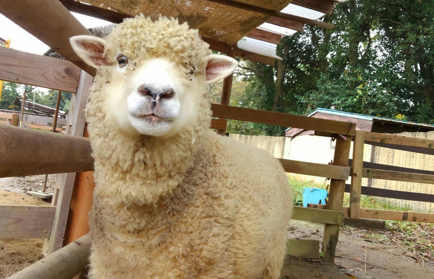 ちょうどいいポポの写真