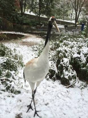 雪の中のタンチョウ