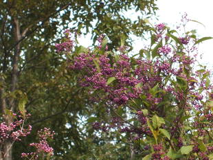 今頃実のなっている植物