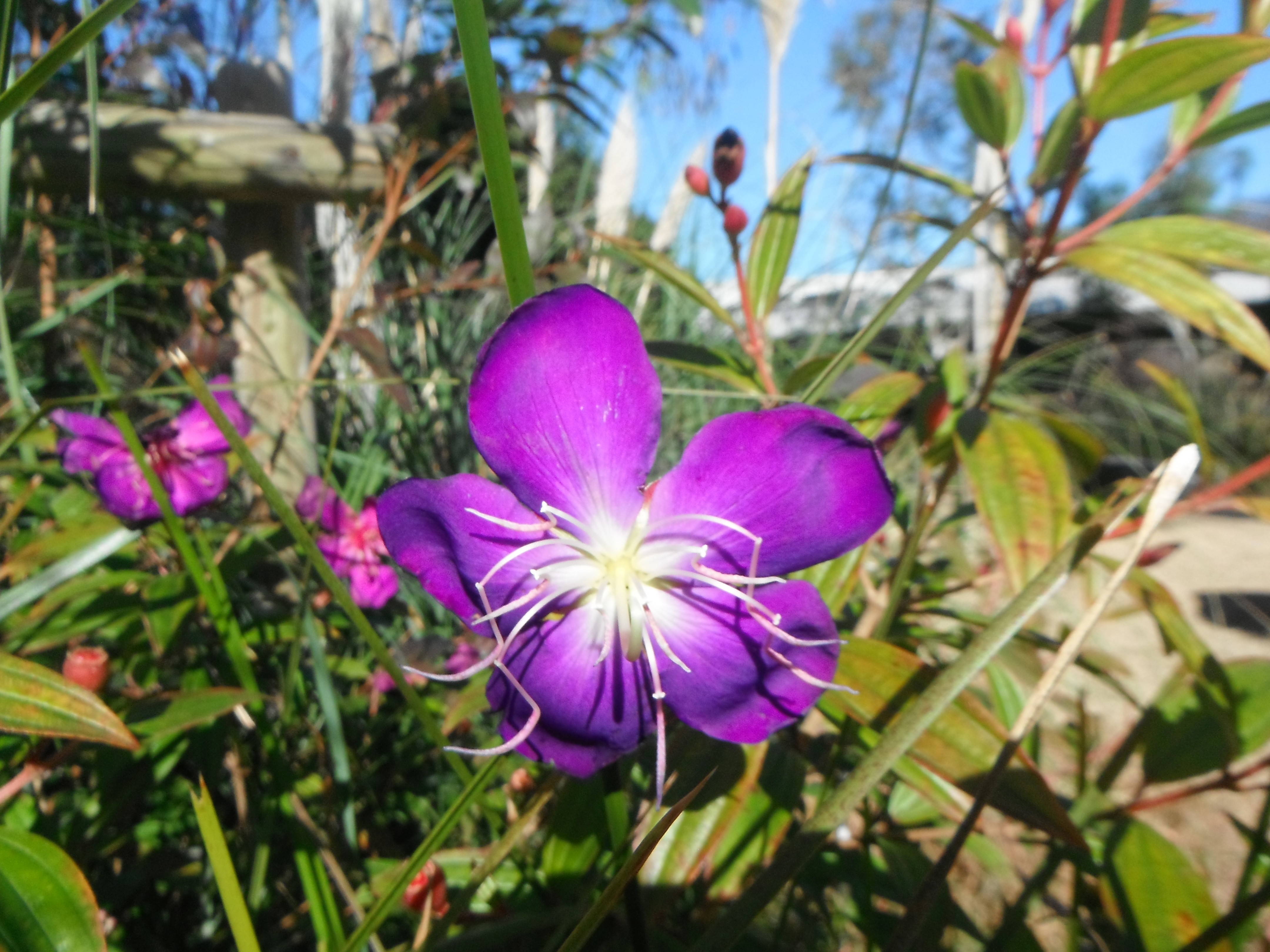 動物園オセアニア区の花の写真