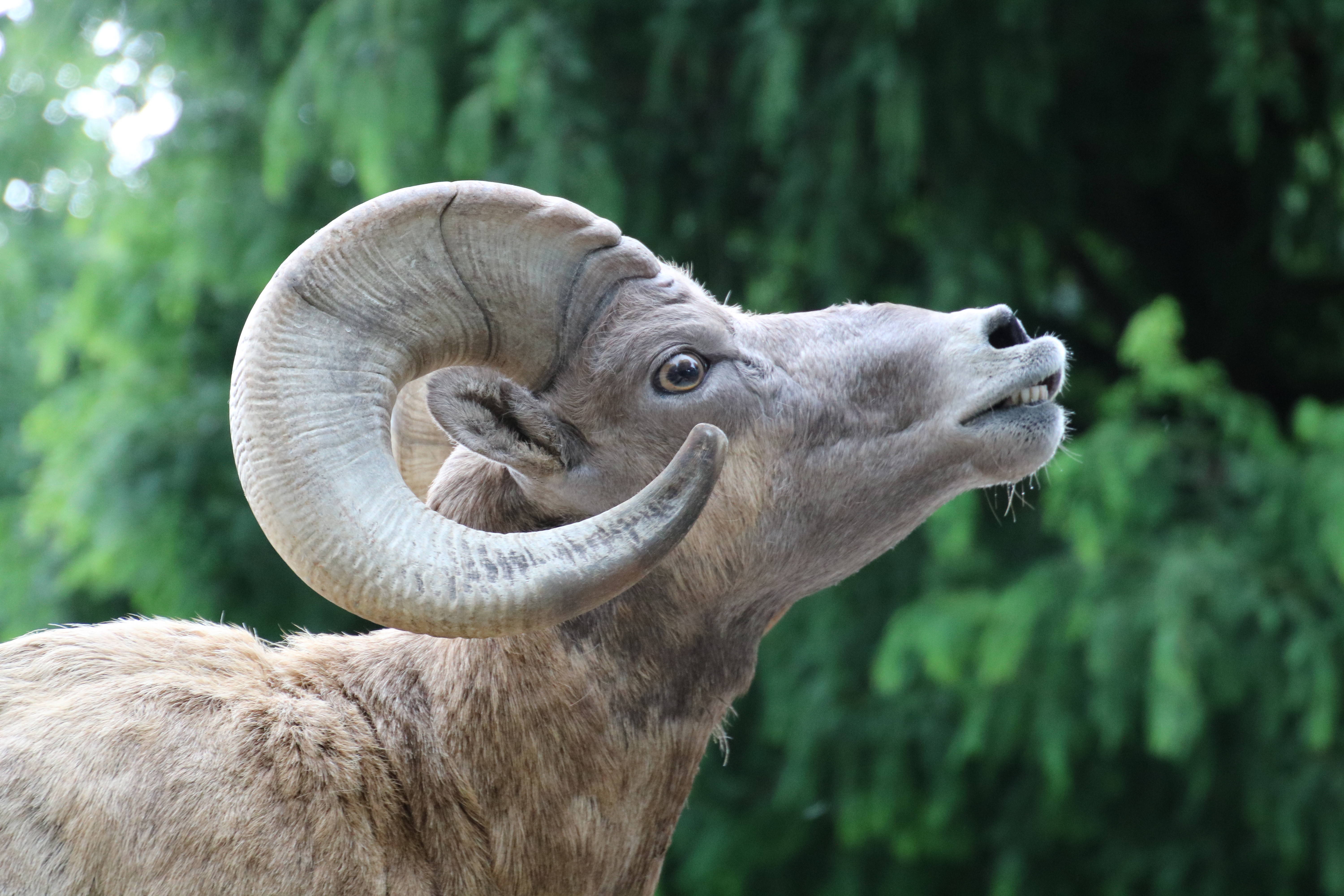 ショウツノヒツジ?の写真