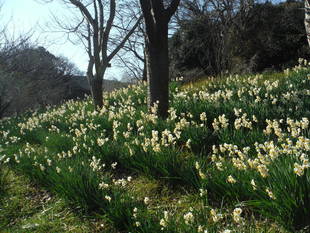 金沢自然公園は冬でも花がいっぱいです♪