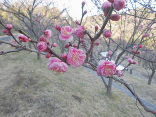 身近に見られる花木