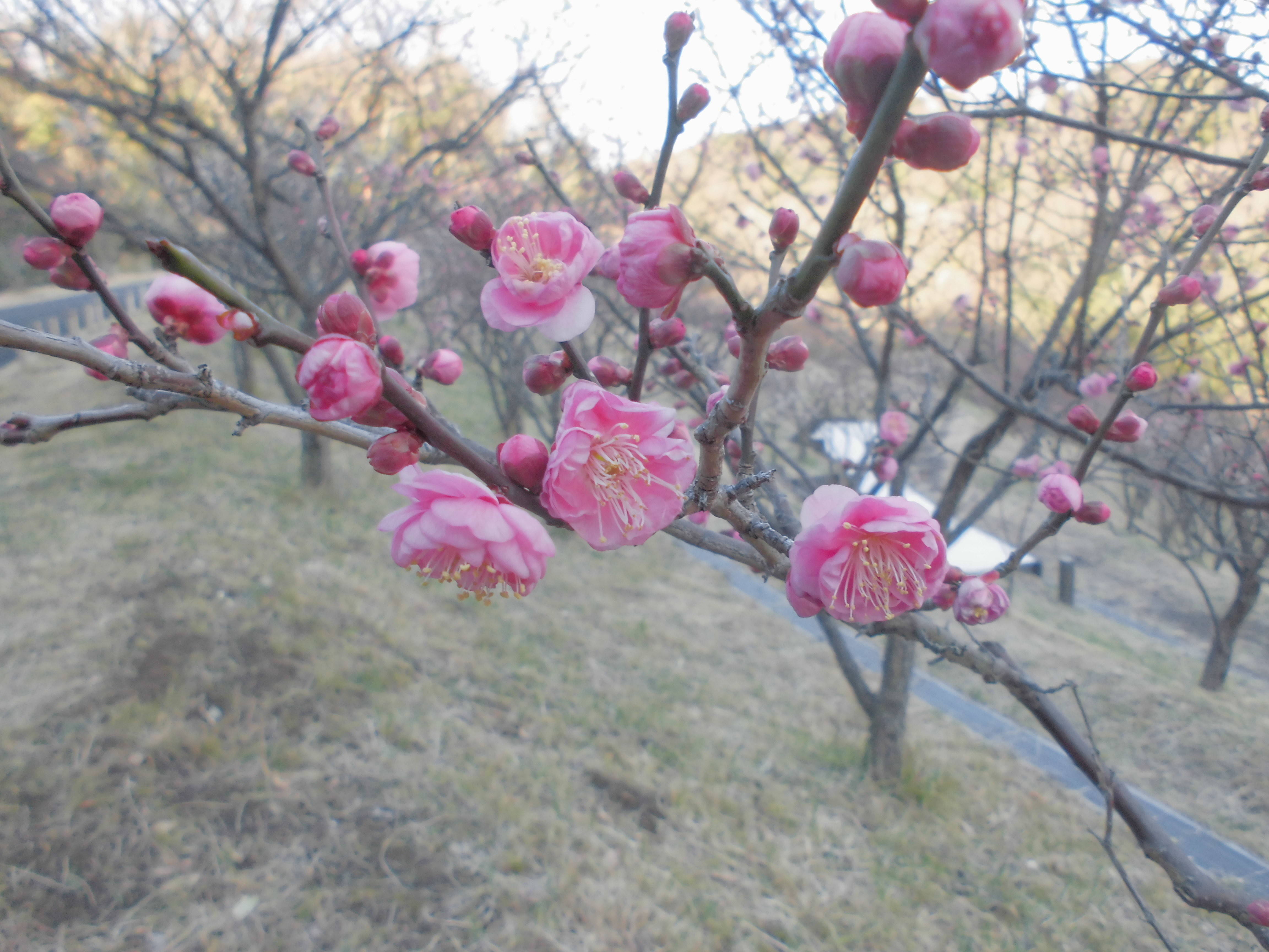 身近に見られる花木の写真