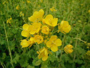 「ナノハナ」開花状況