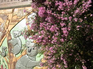 厳寒期の金沢動物園内の花