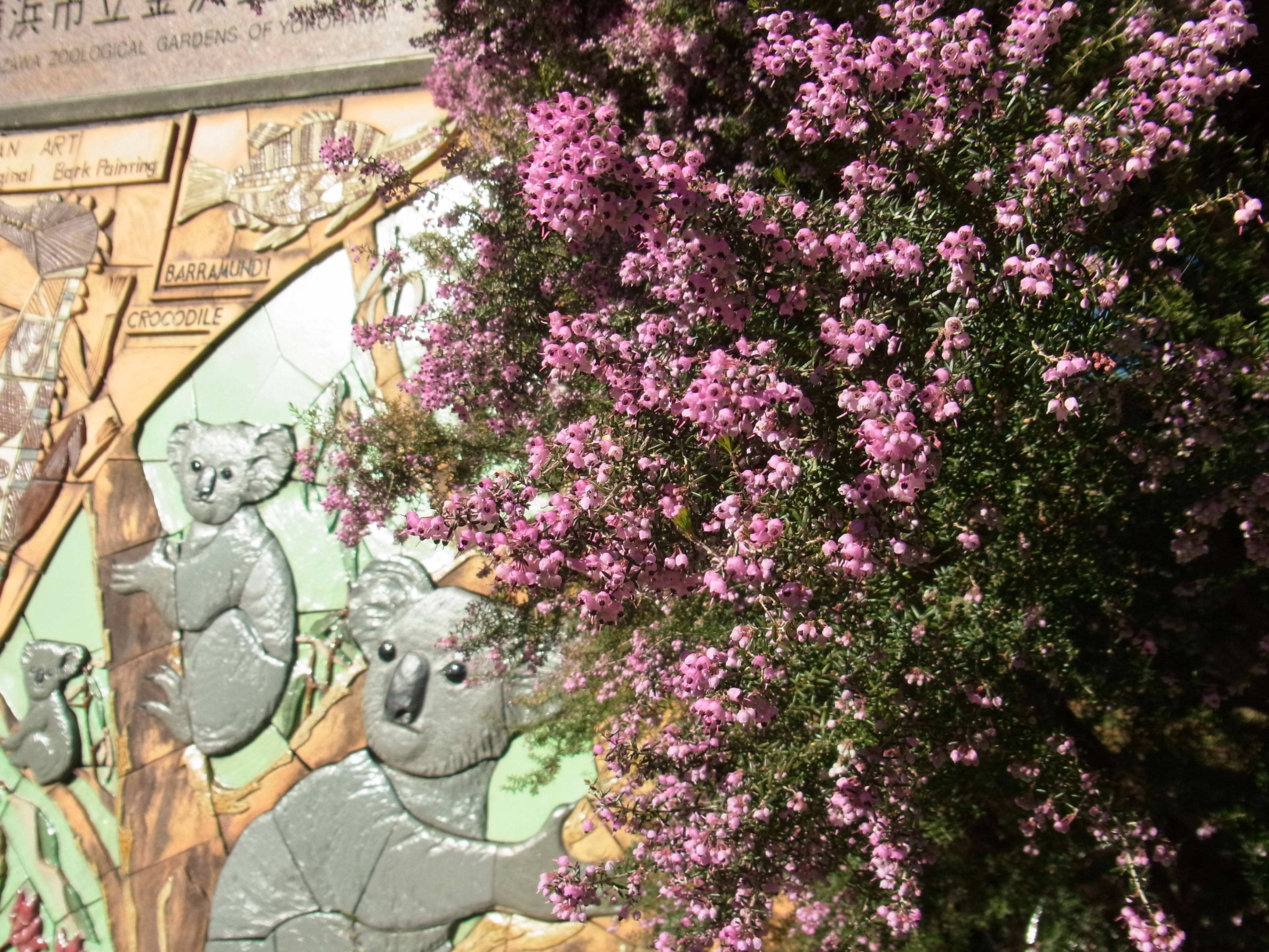 厳寒期の金沢動物園内の花の写真