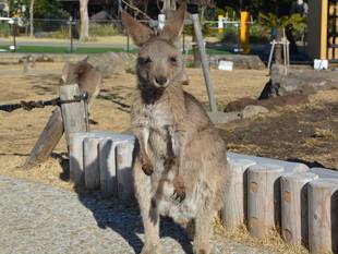 コロンとな（笑）