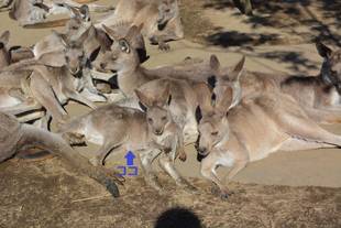 マイペースな...