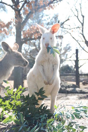 ルビーの10年その2