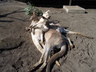 ルビーの10年その5